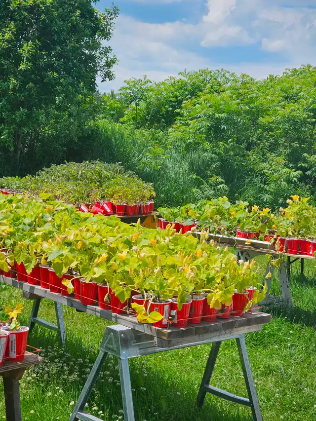 Heirloom Tomatoes and native Perennials - Photo 3