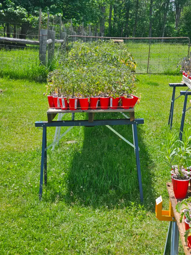 Heirloom Tomatoes and native Perennials - Photo 4
