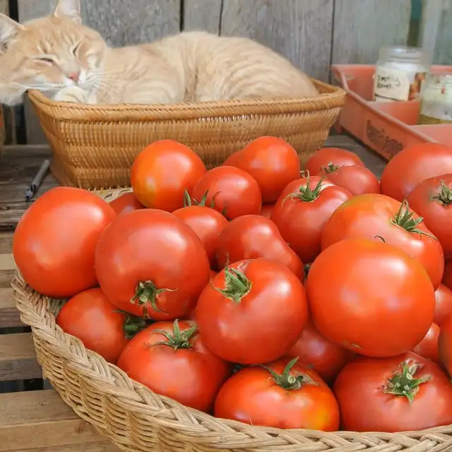 Heirloom Tomatoes and native Perennials - Photo 10