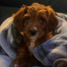 Cavapoo puppy for sale