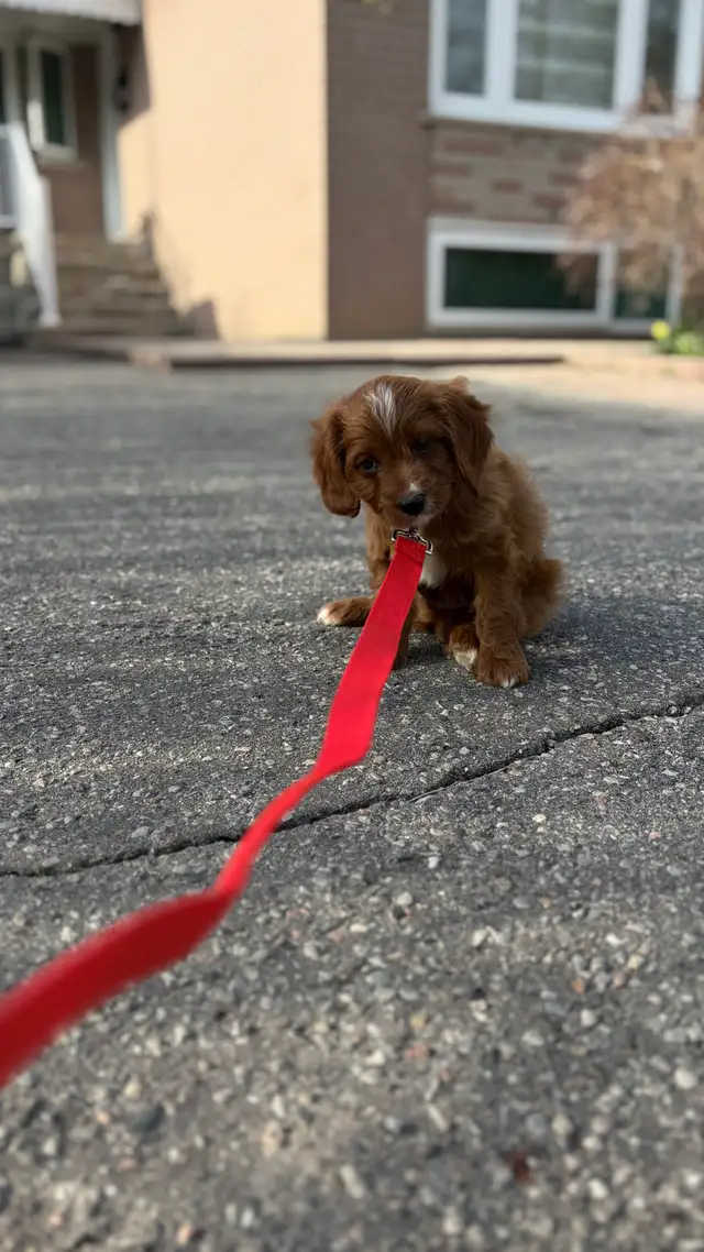 Cavapoo puppy for sale - Photo 2
