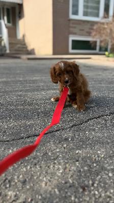 Cavapoo puppy for sale - Photo 2