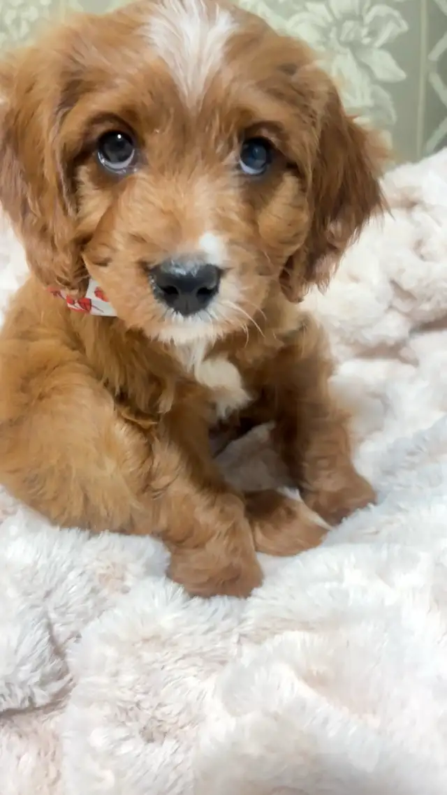 Cavapoo puppy for sale - Photo 3