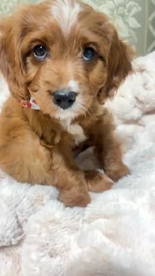 Cavapoo puppy for sale - Photo 3