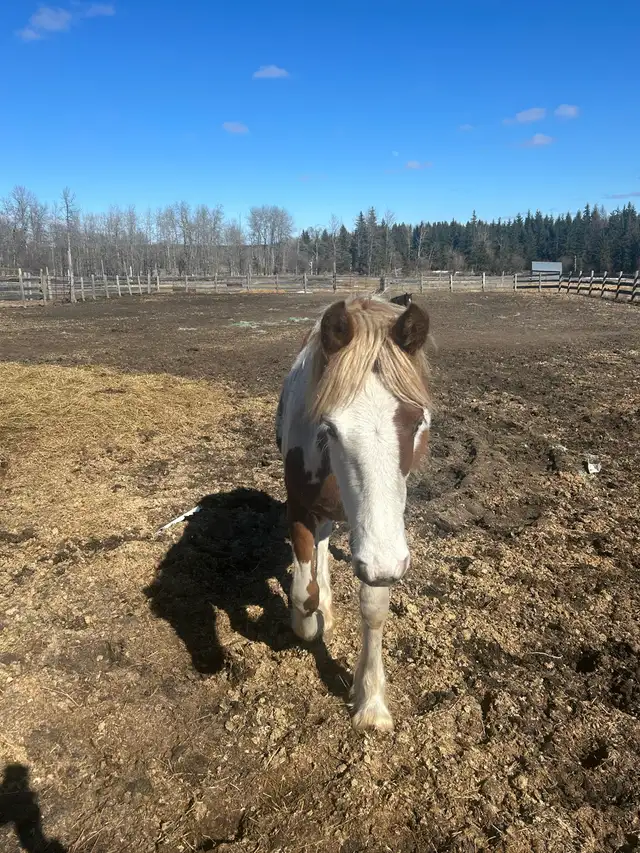 Drum cross yearling