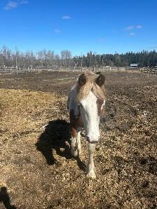 Drum cross yearling