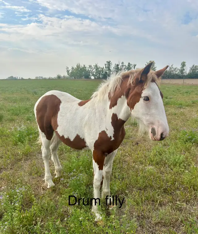 Drum cross yearling - Photo 3