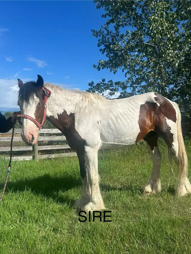 Drum cross yearling - Photo 4
