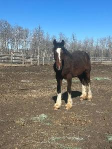 Drum Cross yearling