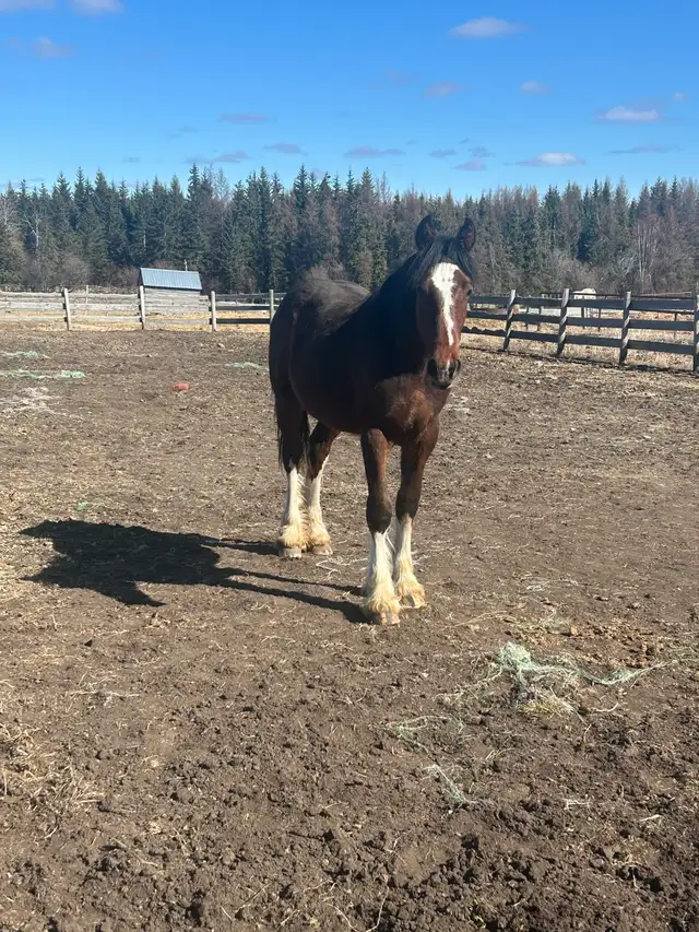 Drum Cross yearling - Photo 2