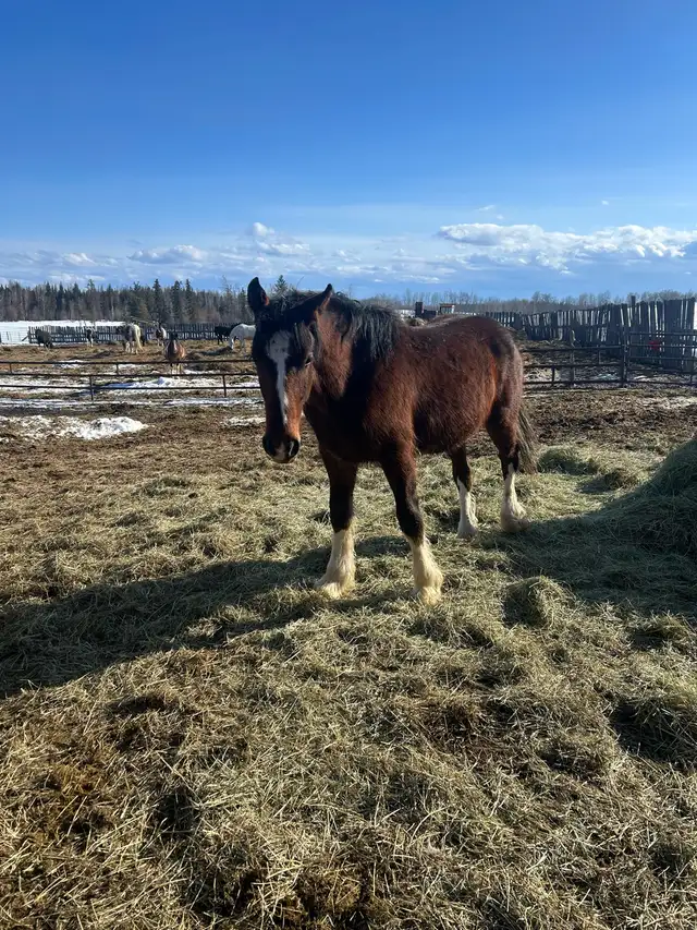 Drum Cross yearling - Photo 3