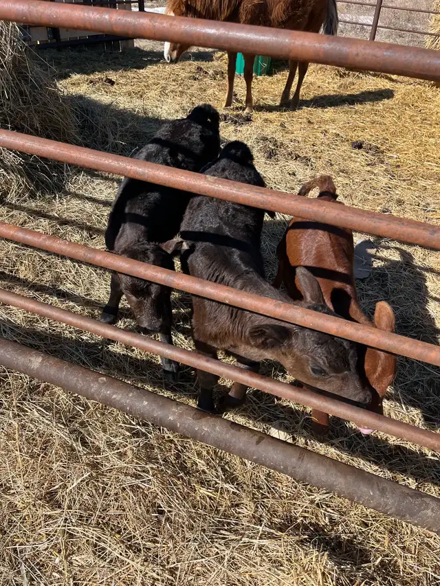 Bottle calves for sale