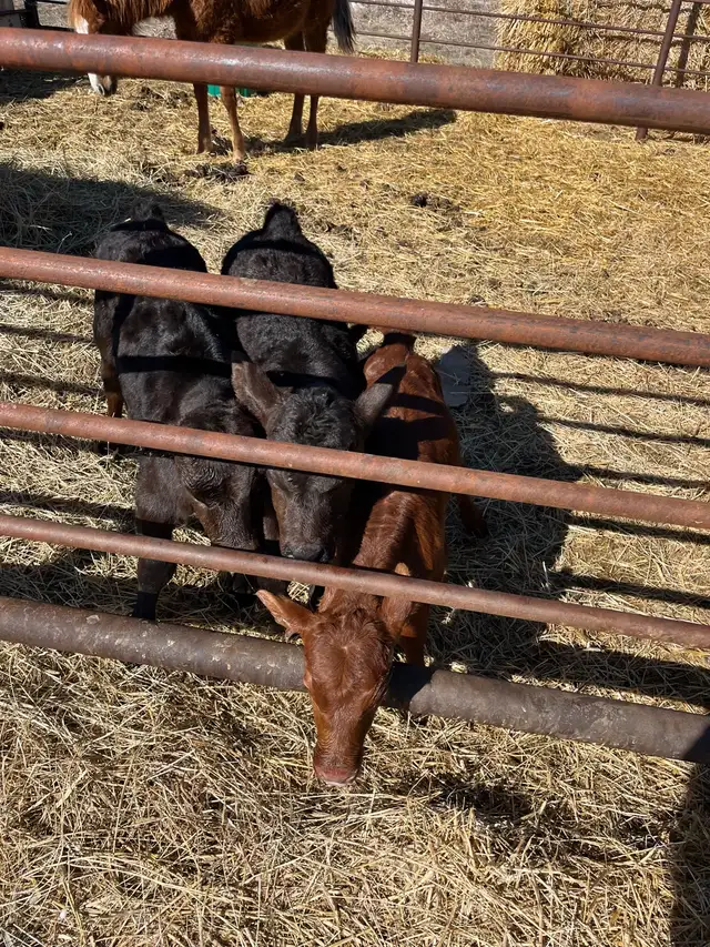 Bottle calves for sale - Photo 2