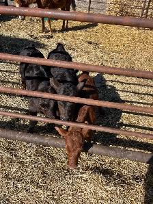 Bottle calves for sale - Photo 2