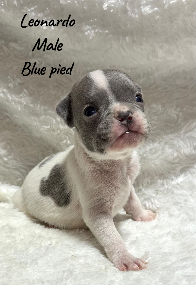 FRENCHBULL DOG PUPPIES