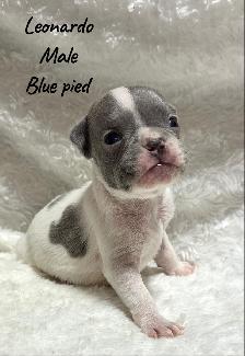 FRENCHBULL DOG PUPPIES