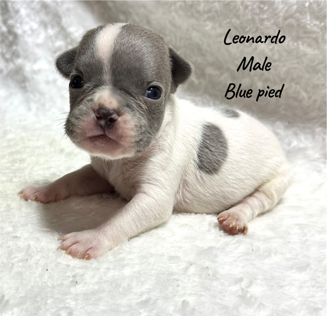 FRENCHBULL DOG PUPPIES - Photo 2