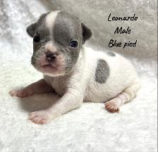 FRENCHBULL DOG PUPPIES - Photo 2