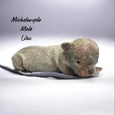 FRENCHBULL DOG PUPPIES - Photo 3