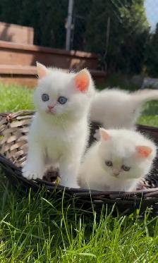 British white kitten blue eyes male