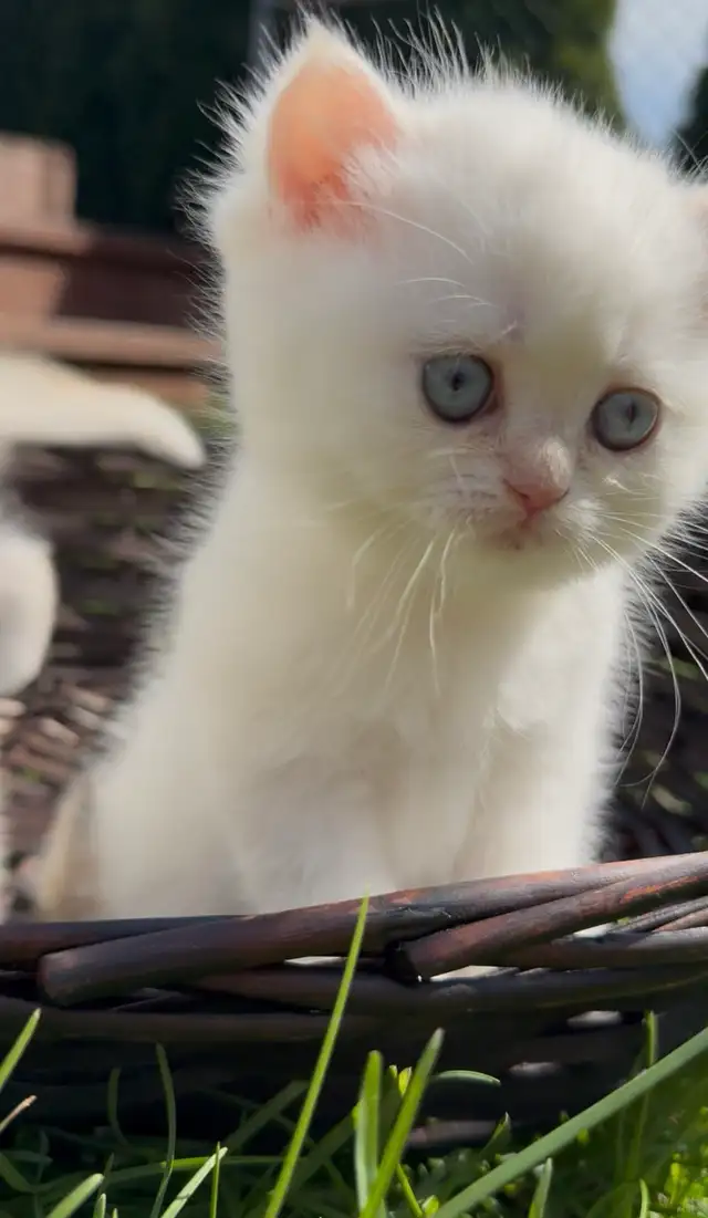 British white kitten blue eyes male - Photo 2