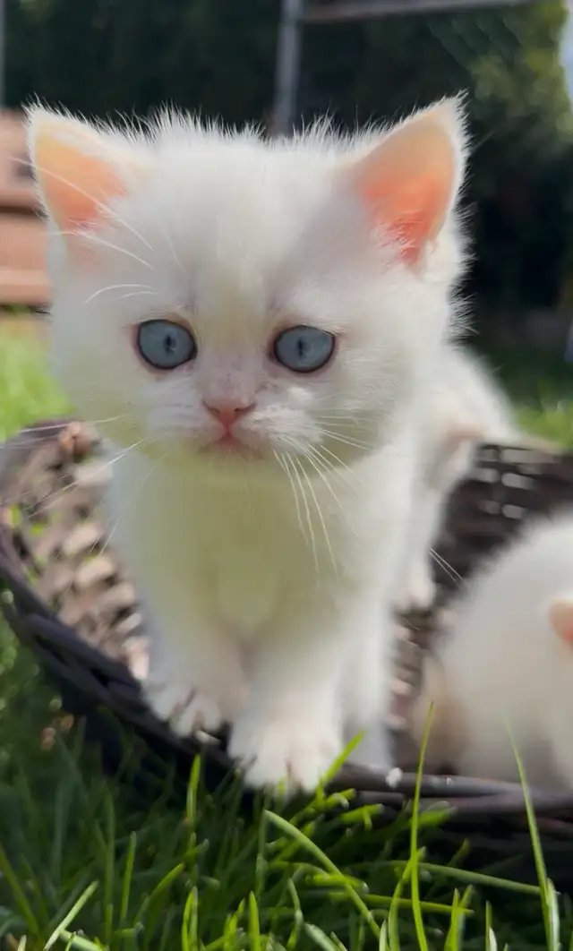 British white kitten blue eyes male - Photo 3