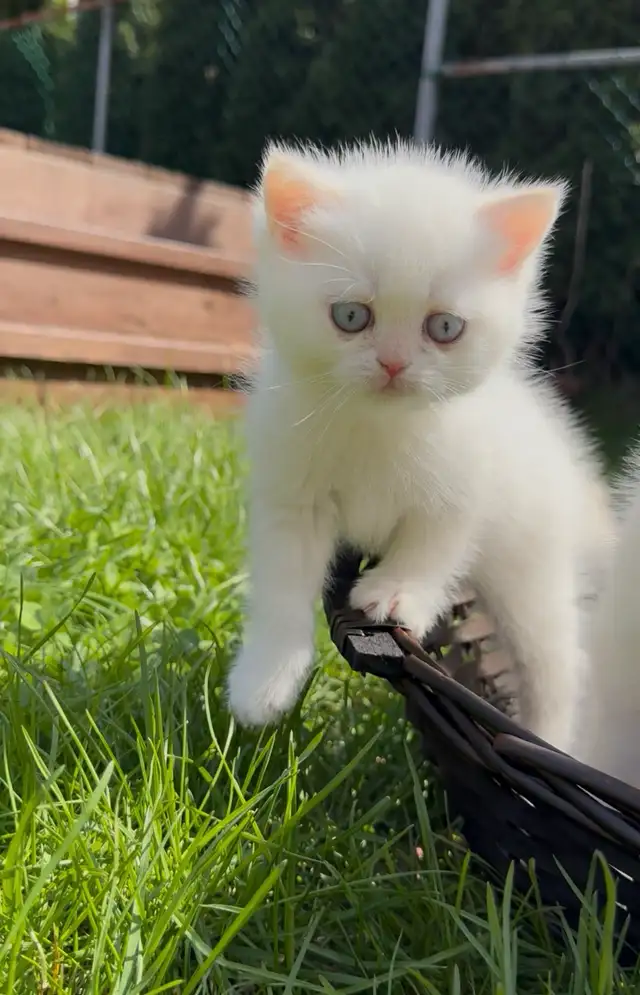 British white kitten blue eyes male - Photo 4