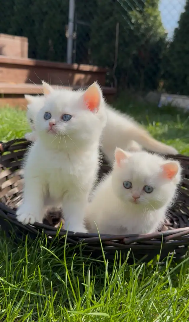 British white kitten blue eyes male - Photo 5