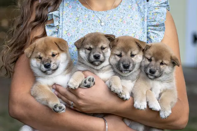 Adorable Shiba Inu puppies!