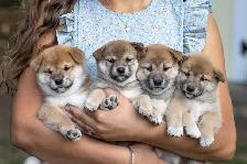 Adorable Shiba Inu puppies!