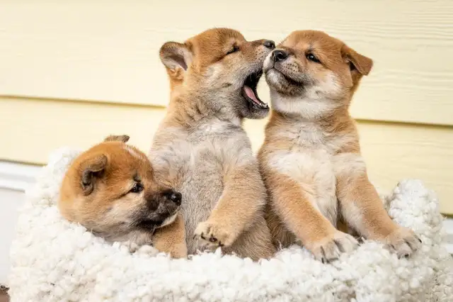 Adorable Shiba Inu puppies! - Photo 2