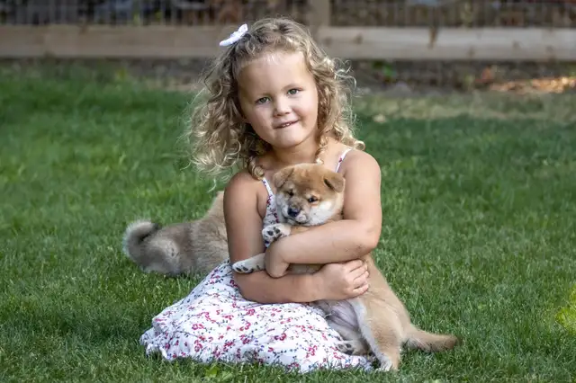 Adorable Shiba Inu puppies! - Photo 4