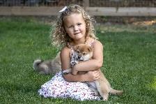 Adorable Shiba Inu puppies! - Photo 4