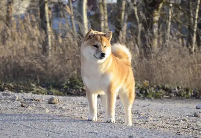 Adorable Shiba Inu puppies! - Photo 5