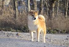 Adorable Shiba Inu puppies! - Photo 5
