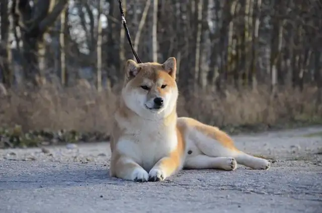 Adorable Shiba Inu puppies! - Photo 6