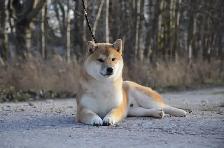 Adorable Shiba Inu puppies! - Photo 6