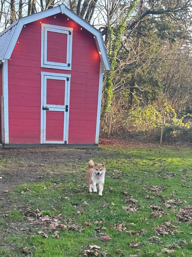 Adorable Shiba Inu puppies! - Photo 7