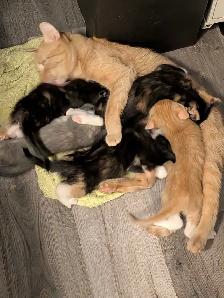 KITTENS!