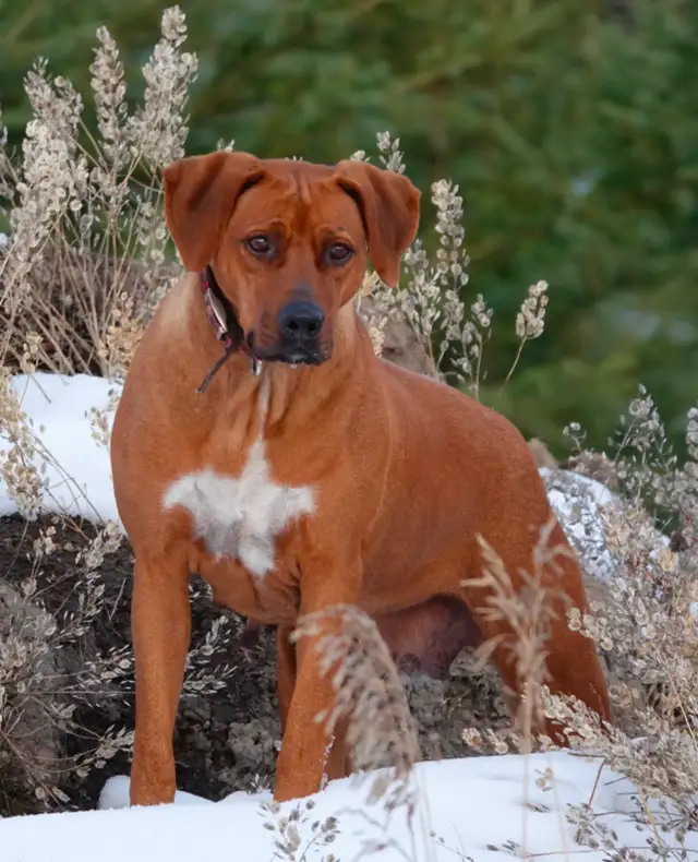Rhodesian Ridgeback female