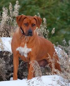 Rhodesian Ridgeback female
