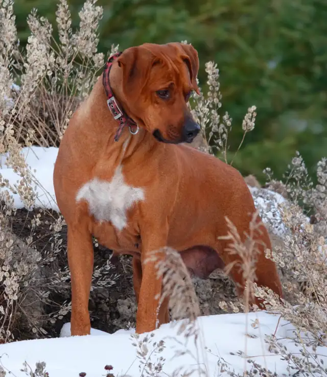 Rhodesian Ridgeback female - Photo 2