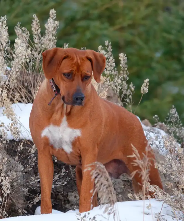 Rhodesian Ridgeback female - Photo 3