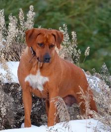 Rhodesian Ridgeback female - Photo 3