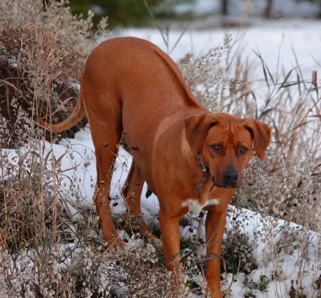 Rhodesian Ridgeback female - Photo 4