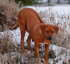 Rhodesian Ridgeback female - Photo 4