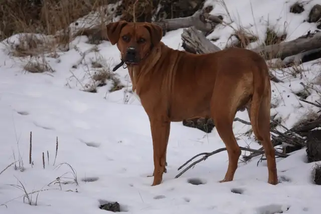 Rhodesian Ridgeback female - Photo 5