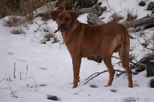 Rhodesian Ridgeback female - Photo 5