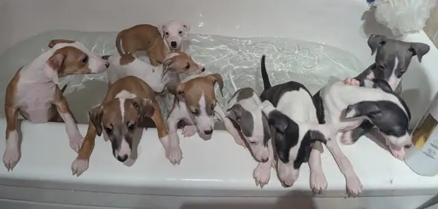 CKC Registered Italian Greyhounds