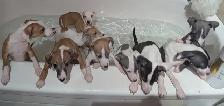CKC Registered Italian Greyhounds